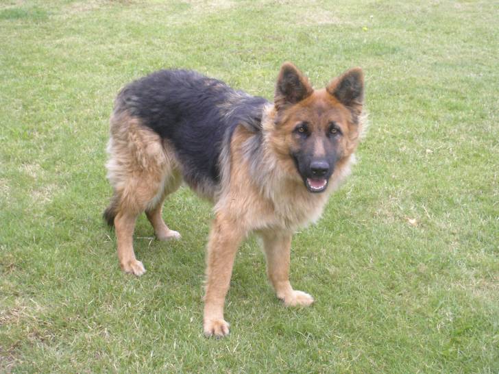 Dolly - Berger Allemand (2 ans)