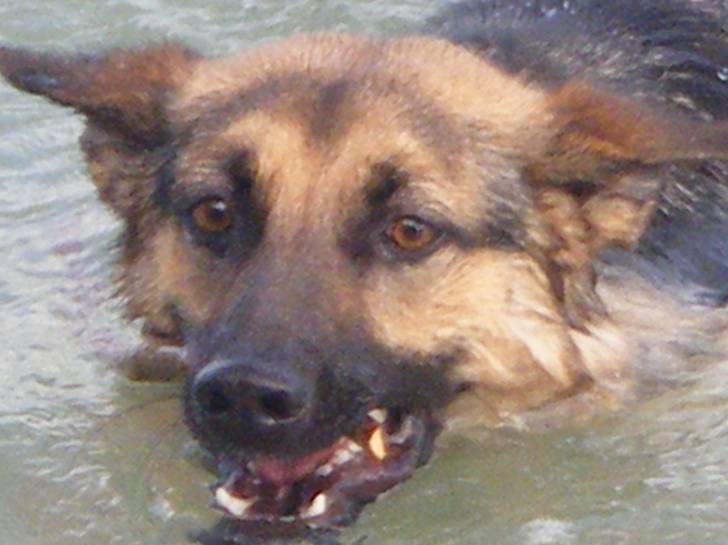 dora - Berger Allemand