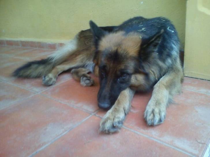 Loba - Berger Allemand (5 ans)