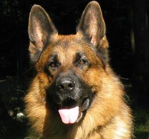 iiiiiiiiii - Berger Allemand Mâle (3 ans)