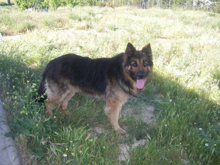 Tote - Berger Allemand Mâle (8 ans)