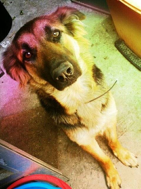 kira - Berger Allemand (5 mois)
