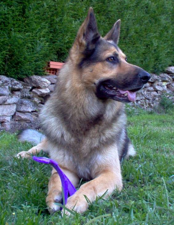 EROS - Berger Allemand Mâle (11 ans)