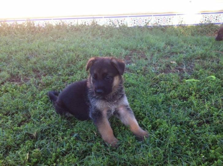 Nuca - Berger Allemand (8 mois)