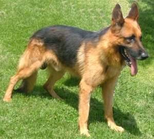 ares - Berger Allemand Mâle (4 ans)