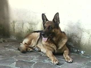 Brick - Berger Allemand Mâle (7 ans)