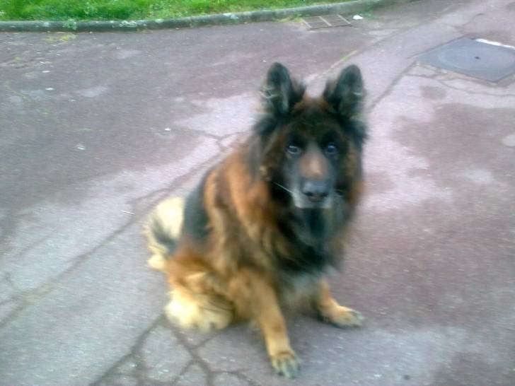 palouk - Berger Allemand Mâle (10 ans)