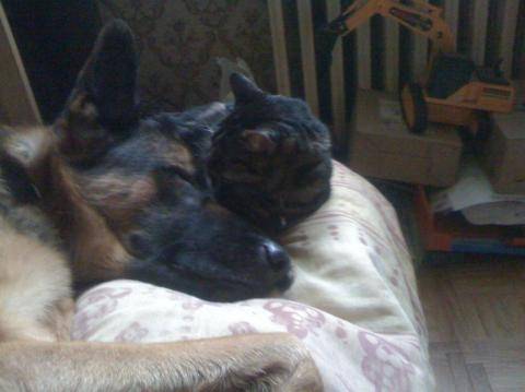 Clan et Tigrou Big Love :) - Berger Allemand Mâle (5 ans)