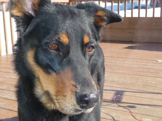 Melie - Berger Allemand (3 ans)