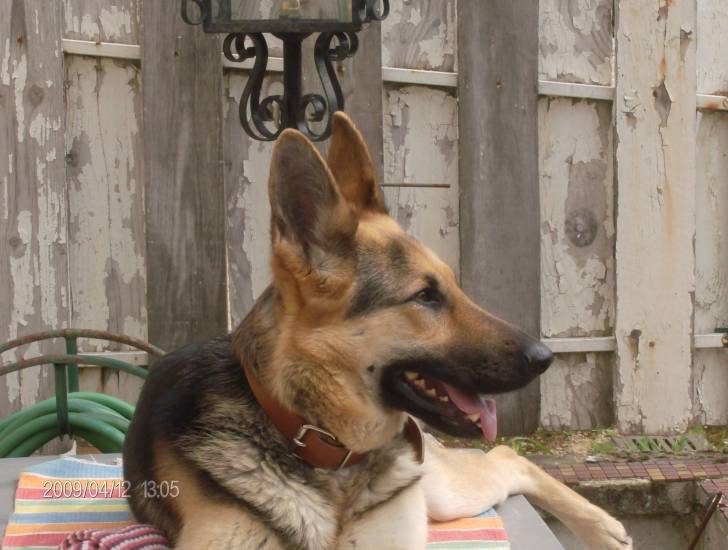 BAIKA - Berger Allemand (3 ans)