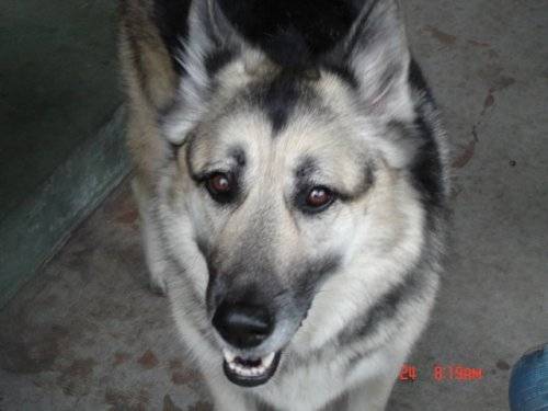 Angie - Berger Allemand (3 ans)