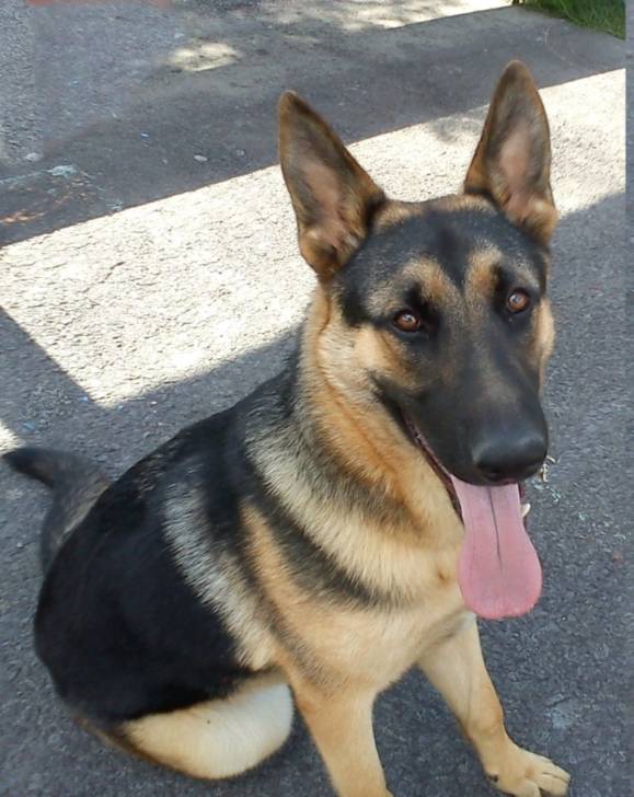 PASTEUR - Berger Allemand Mâle (5 mois)
