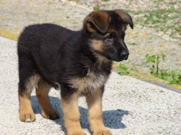 rex - Berger Allemand Mâle (1 mois)