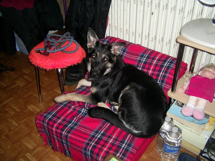 DIRTY - Berger Allemand (1 an)