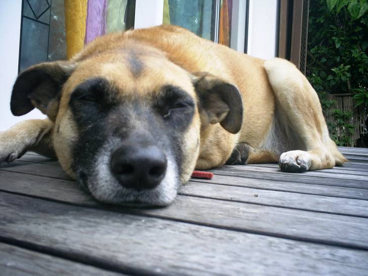 luna - Berger Allemand (5 ans)