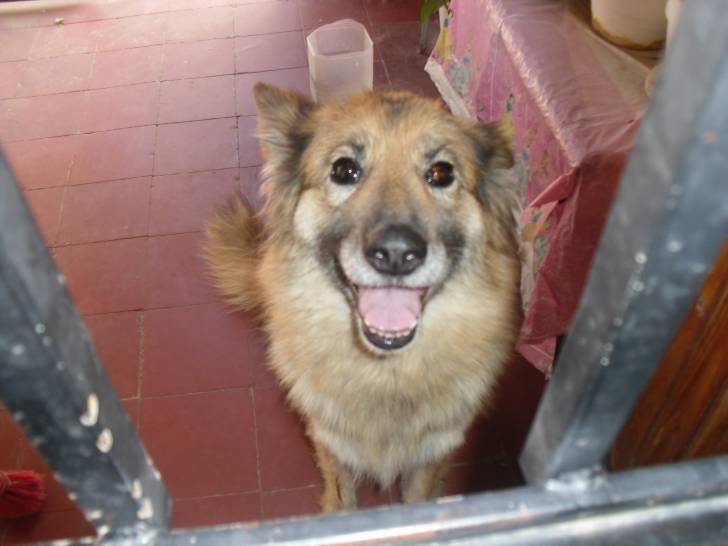 Moli - Berger Allemand (8 ans)