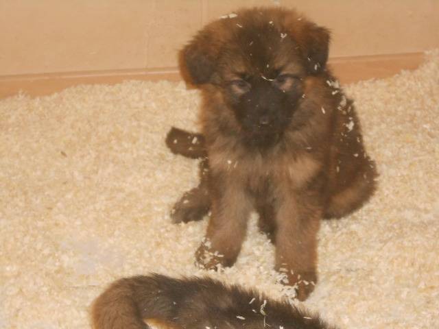 Haltesse - Berger Allemand (7 mois)