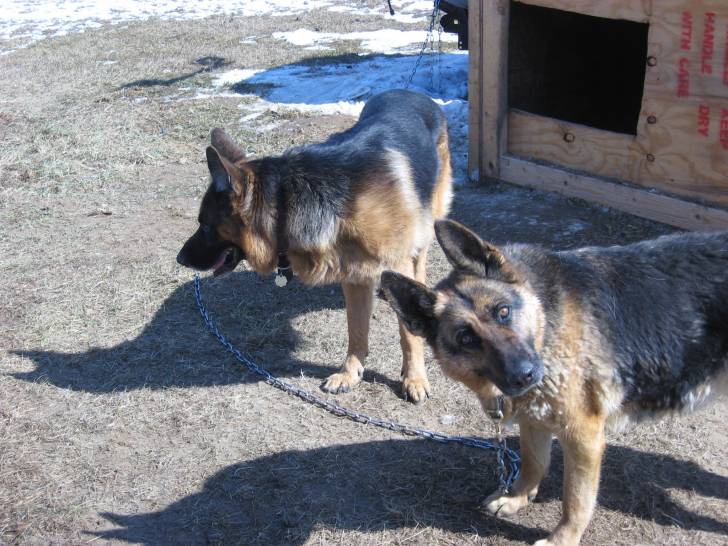 Shadow - Berger Allemand (7 ans)