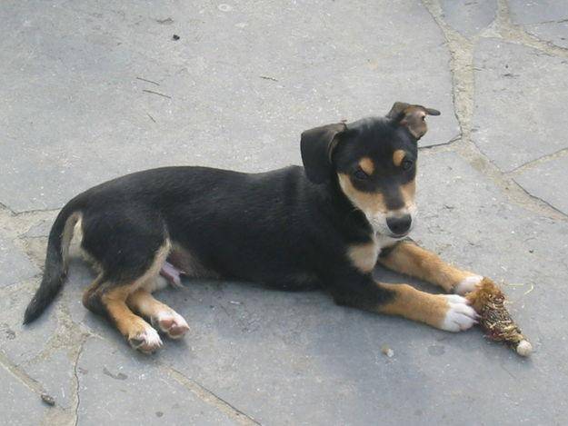 cacahuette - Berger Allemand (10 mois)
