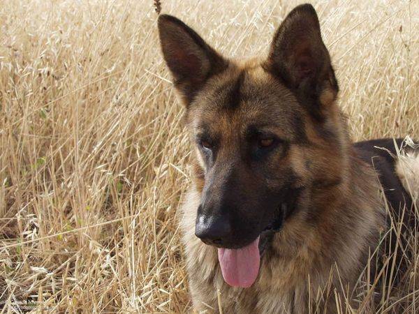 sam - Berger Allemand Mâle (2 ans)