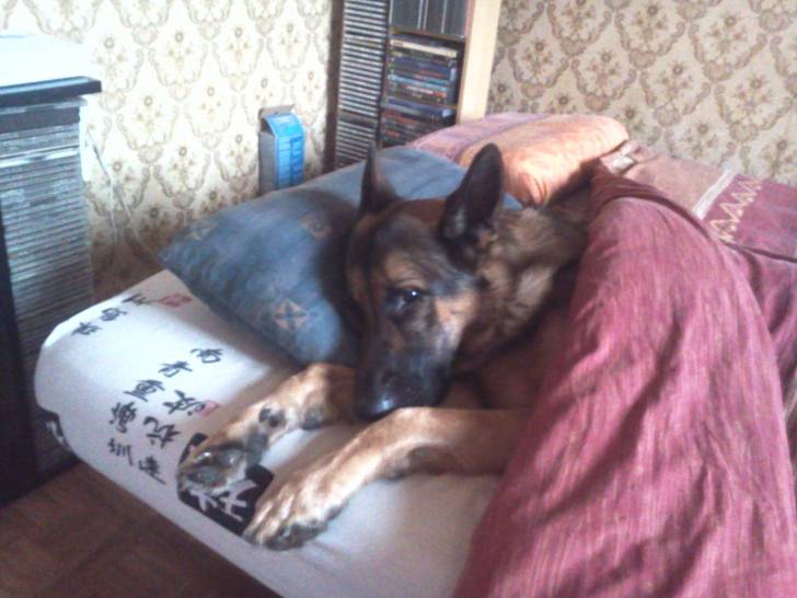 Clan sous la couette - Berger Allemand Mâle (5 ans)