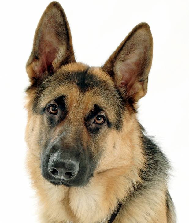 bronco - Berger Allemand Mâle (1 an)