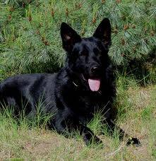 Buddy - Berger Allemand Mâle (4 ans)