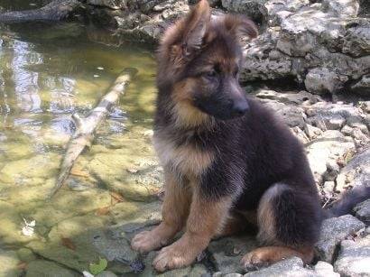 max - Berger Allemand Mâle (4 mois)