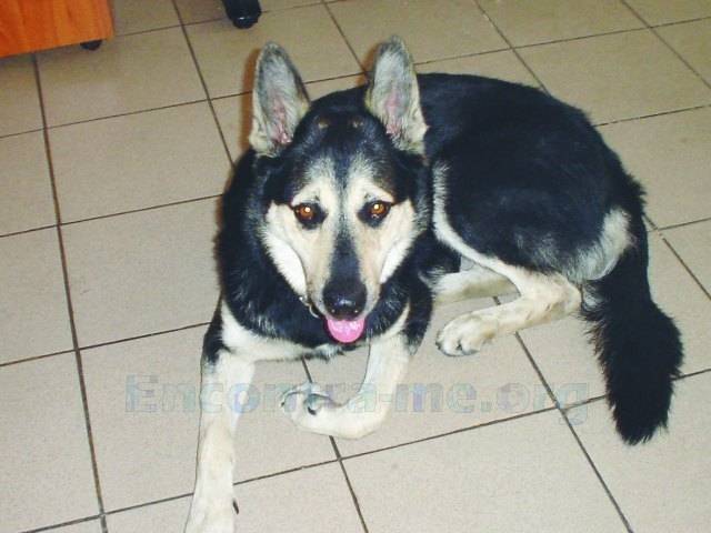 lucky - Berger Allemand Mâle (2 ans)