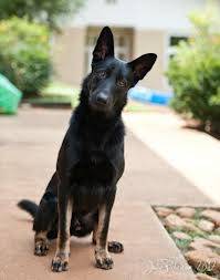Jack - Berger Allemand Mâle (3 ans)