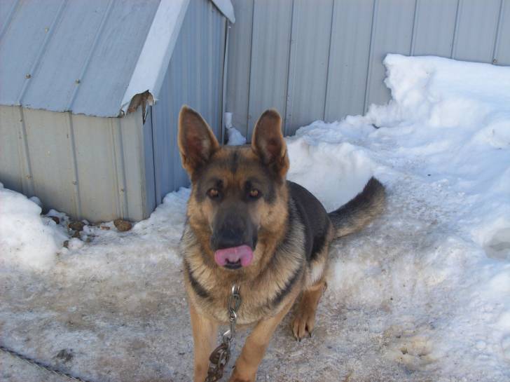 Miquette - Berger Allemand (4 ans)