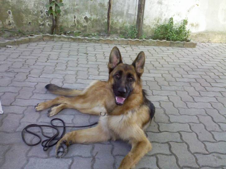 gaia - Berger Allemand