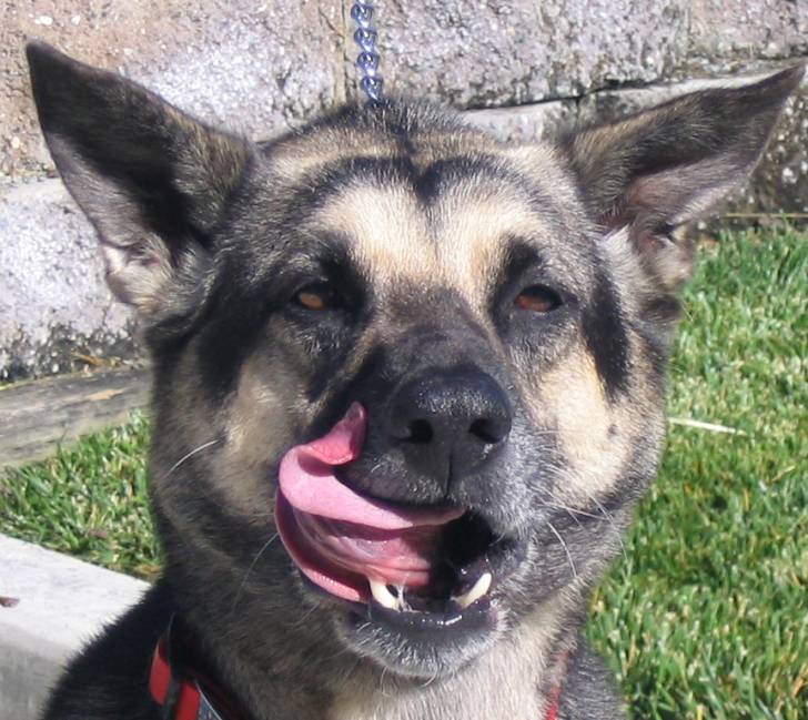 Rex - Berger Allemand Mâle (7 ans)