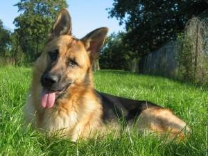 volt - Berger Allemand Mâle (4 ans)