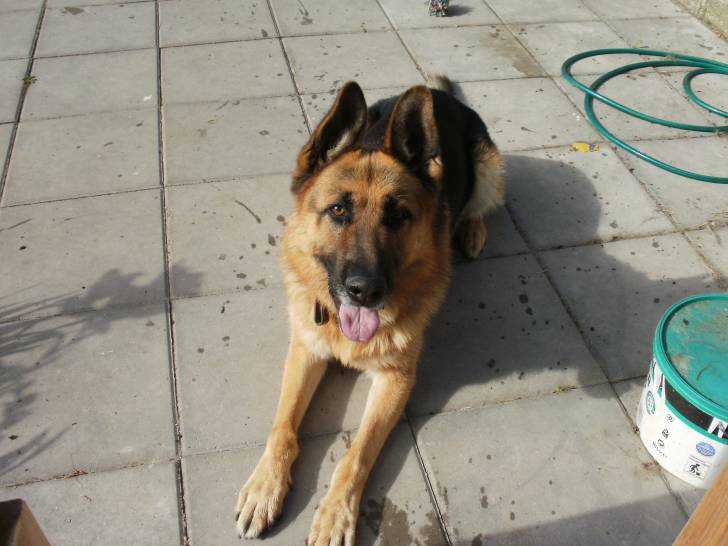 Kaiser - Berger Allemand Mâle (6 ans)
