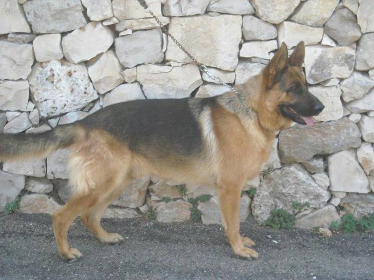 buck - Berger Allemand Mâle (1 an)