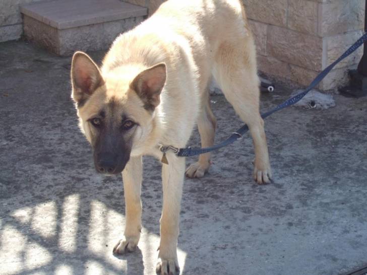 lily - Berger Allemand (1 an)