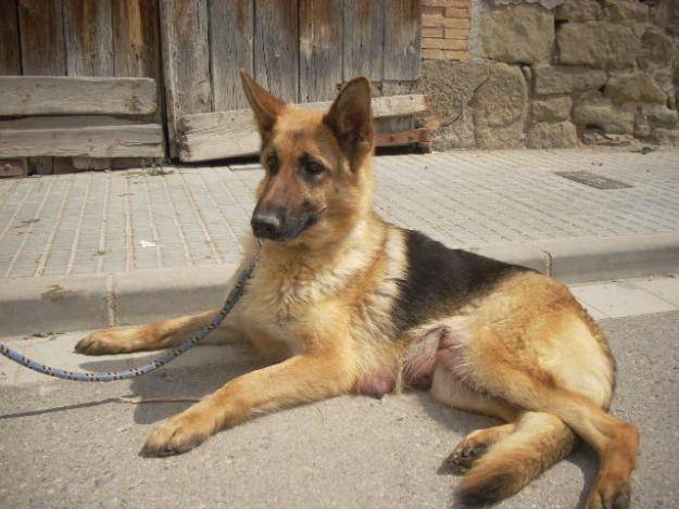 Aura - Berger Allemand (4 ans)