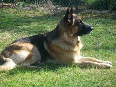 Urgo - Berger Allemand Mâle (7 ans)