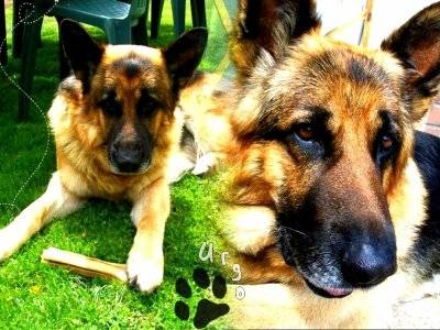 Urgo - Berger Allemand Mâle (7 ans)