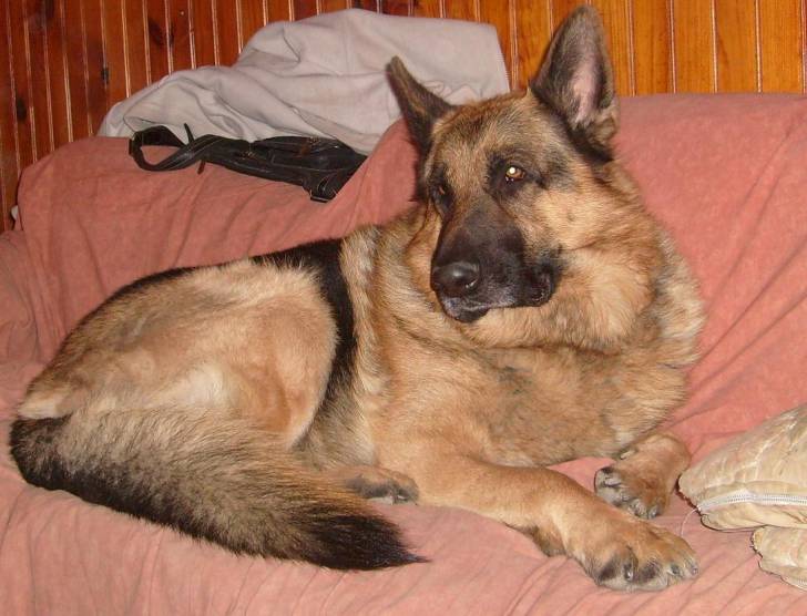 Unzo - Berger Allemand Mâle (6 ans)