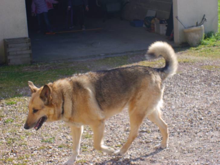 Oceane - Berger Allemand (10 ans)