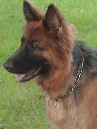 Eclipse - Berger Allemand (Autre)