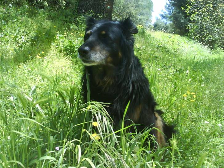 Titou - Berger Allemand Mâle (10 ans)