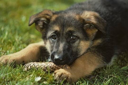 zoukette - Berger Allemand (8 ans)