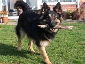 Forest Gump - Berger Allemand Mâle (3 ans)