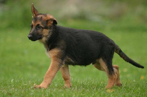 Rex - Berger Allemand Mâle (10 mois)