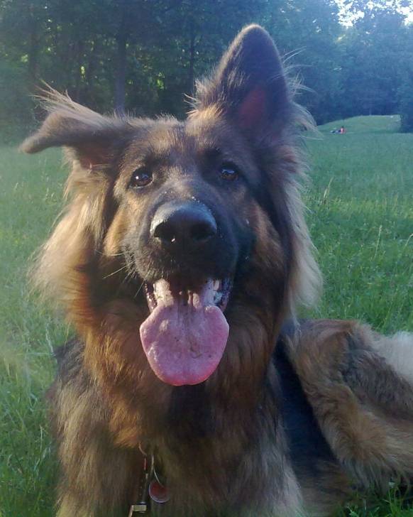 Cira-Lee - Berger Allemand (4 ans)