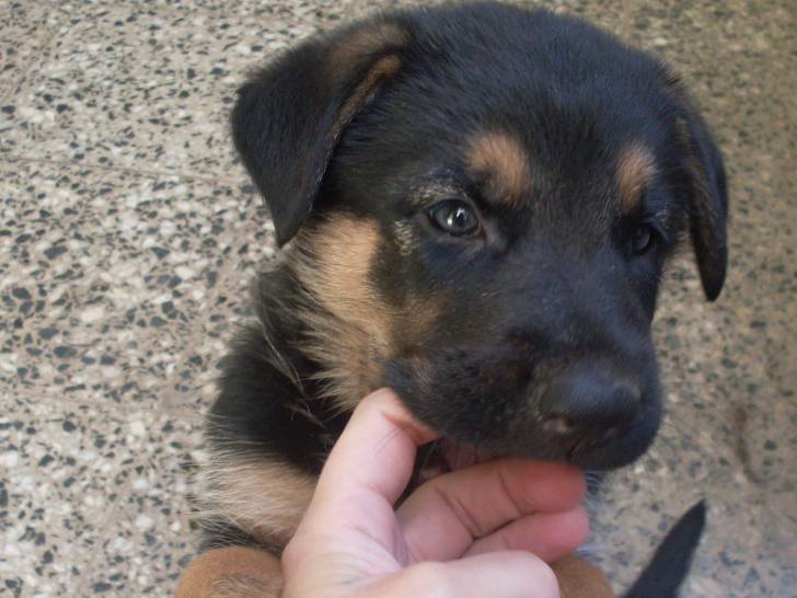 gara - Berger Allemand (2 mois)