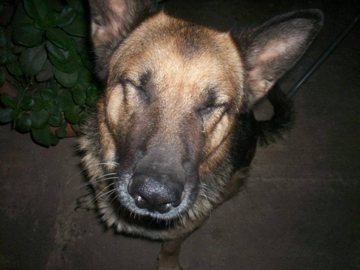 tara - Berger Allemand (9 ans)
